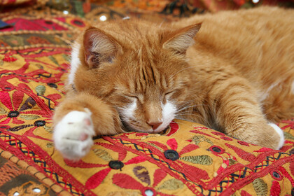 Sleeping ginger cat 
 Sleeping ginger and white cat