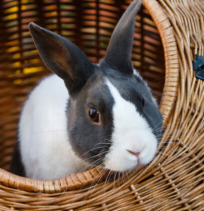 Rabbit in a wicker basket 
 Black and White Rabbit sitting in a wicker basket