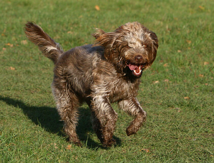 Long haired dog running on grass 
 Long haired brown dog running on the grass