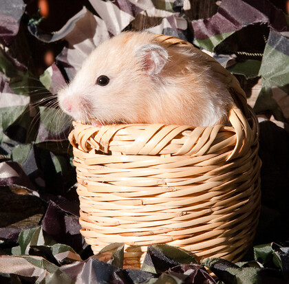 Peach hamster in a wicker basket 
 Peach haired hamster sitting in a wicker basket